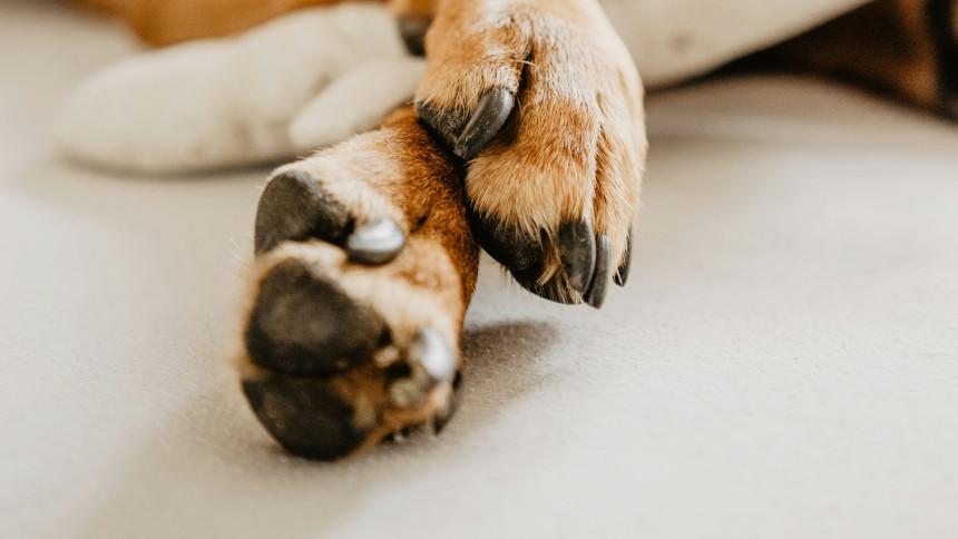 Dog Quick Bleeding: How to Safely Manage Your Pet’s Nail Injury