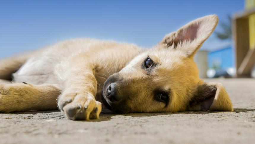 Dog Vomiting Yellow and Diarrhea