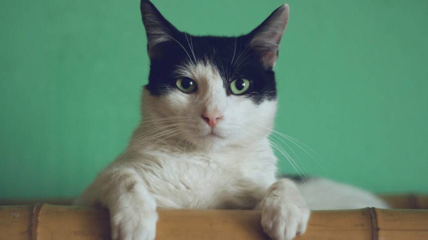 Cat Licking Fur off Tummy and Back Legs