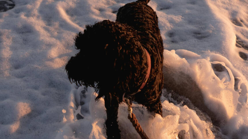 Dog Keeps Throwing Up White Foam