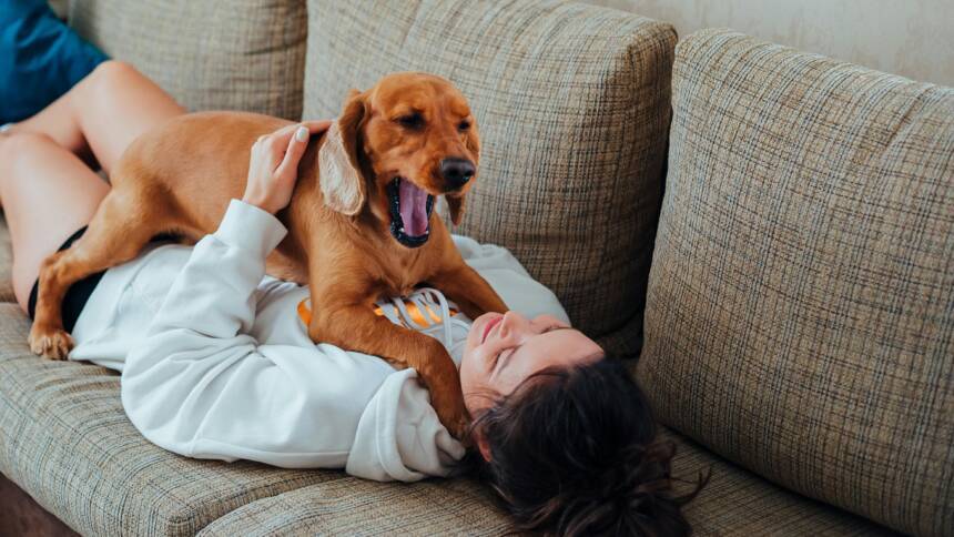 Dog Yawning When I Pet Him