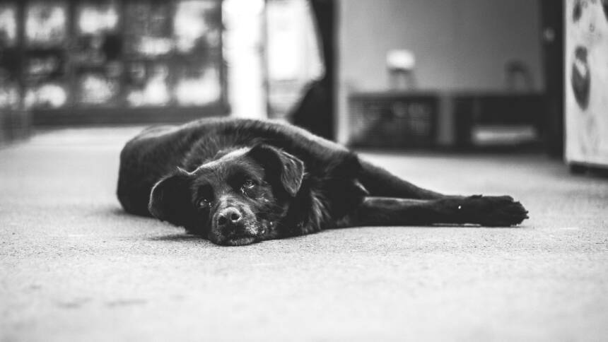 Older Dog Doesn’t Want to Go Outside